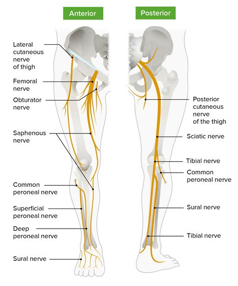 diagram of nerves flank 